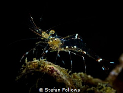 The Hunger

Glass Cleaner Shrimp - Urocaridella sp.

... by Stefan Follows 
